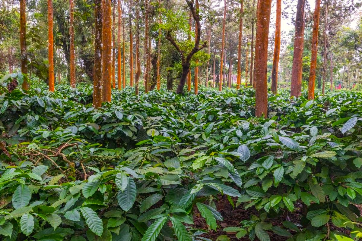 Coffee Plantation in Chikmagalur
